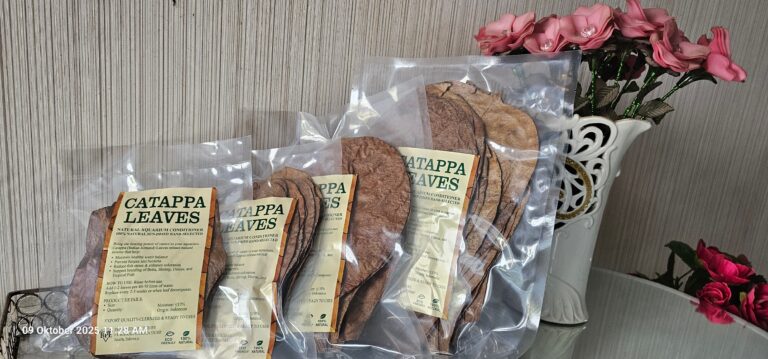catappa leaves daun ketapang export